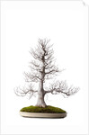 bonsai by Anonymous