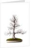 bonsai by Anonymous