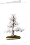 bonsai by Anonymous