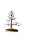 bonsai by Anonymous