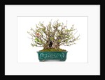 bonsai by Anonymous