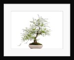 bonsai by Anonymous
