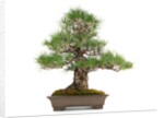 bonsai by Anonymous