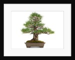 bonsai by Anonymous