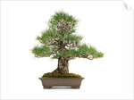 bonsai by Anonymous