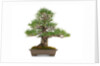 bonsai by Anonymous