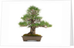 bonsai by Anonymous