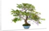 bonsai by Anonymous