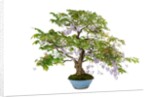 bonsai by Anonymous