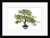 bonsai by Anonymous