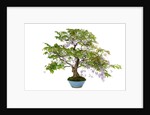 bonsai by Anonymous