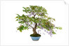 bonsai by Anonymous
