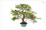bonsai by Anonymous