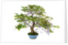 bonsai by Anonymous