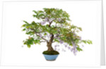 bonsai by Anonymous