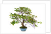 bonsai by Anonymous