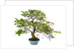 bonsai by Anonymous