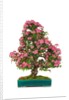 bonsai by Anonymous