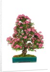 bonsai by Anonymous