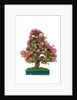 bonsai by Anonymous