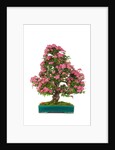bonsai by Anonymous