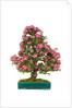 bonsai by Anonymous