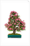 bonsai by Anonymous