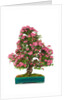 bonsai by Anonymous