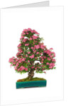 bonsai by Anonymous