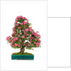 bonsai by Anonymous