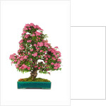 bonsai by Anonymous