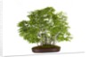 bonsai by Anonymous