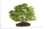 bonsai by Anonymous