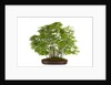 bonsai by Anonymous