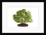 bonsai by Anonymous