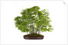 bonsai by Anonymous