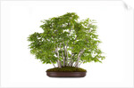 bonsai by Anonymous