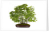 bonsai by Anonymous