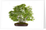 bonsai by Anonymous