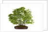 bonsai by Anonymous