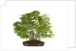 bonsai by Anonymous