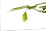 Japanese hornbeam leaves and hop by Anonymous