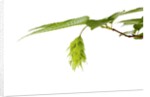 Japanese hornbeam leaves and hop by Anonymous