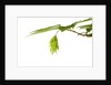 Japanese hornbeam leaves and hop by Anonymous