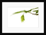 Japanese hornbeam leaves and hop by Anonymous