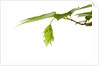 Japanese hornbeam leaves and hop by Anonymous