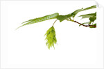 Japanese hornbeam leaves and hop by Anonymous