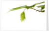 Japanese hornbeam leaves and hop by Anonymous