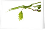 Japanese hornbeam leaves and hop by Anonymous
