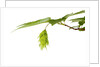Japanese hornbeam leaves and hop by Anonymous